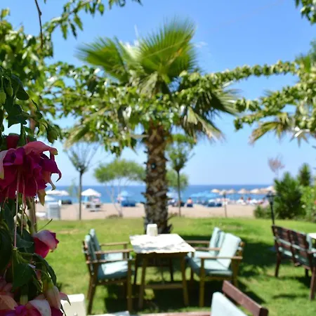 Palmiye