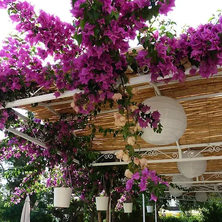 Hotel Palmiye Ozdere