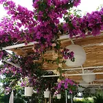 Hotel Palmiye Ozdere